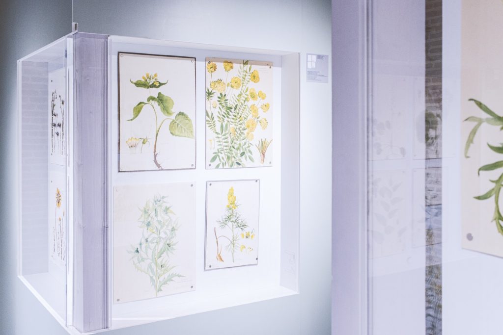 Lumini și umbre – Ferdinand și Maria @ Casa Sfatului Brașov