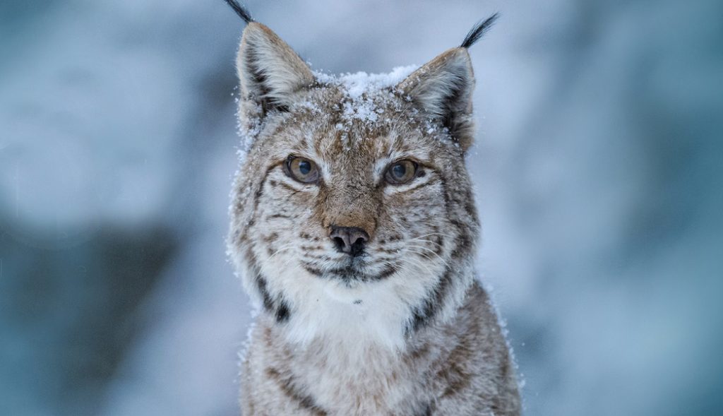 LYNX Festival 2026
